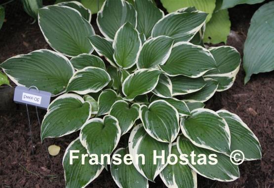 Hosta Steffi